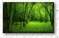 ico_forest.jpg (2202 bytes)